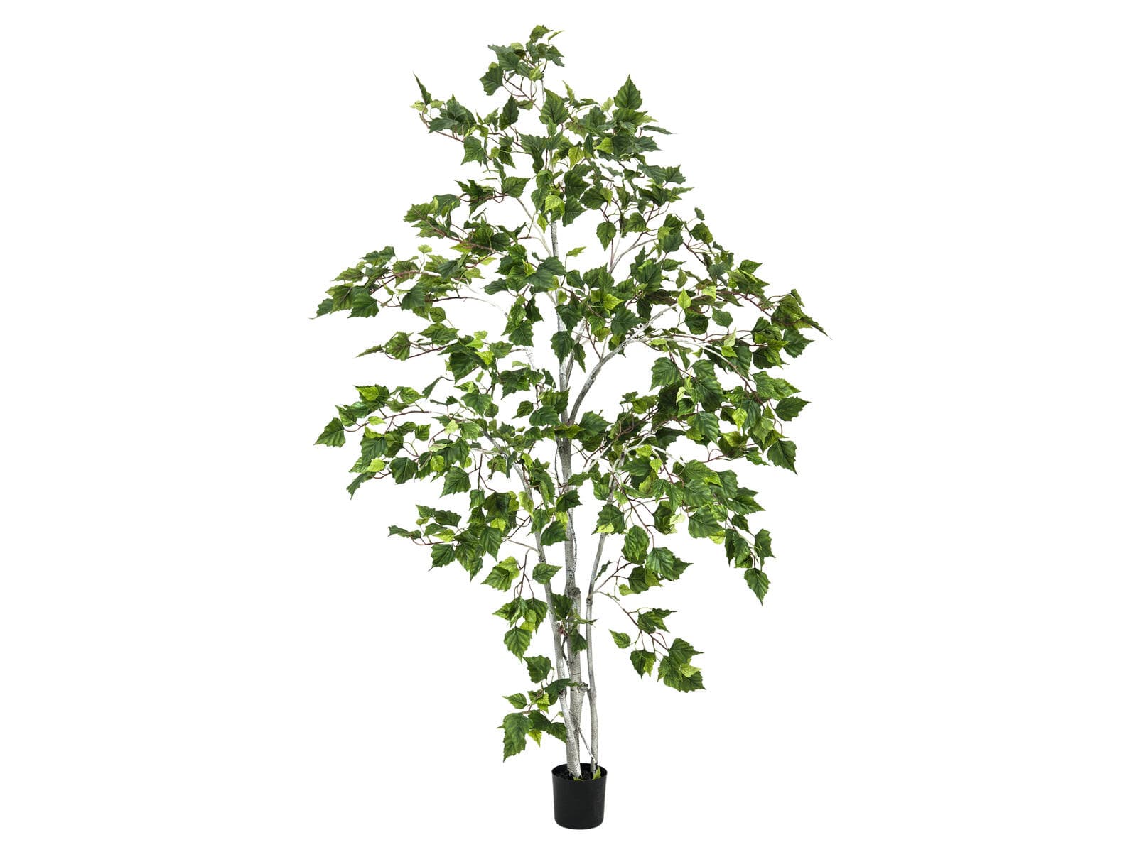 EUROPALMS Betulla, pianta artificiale, 180cm - 82505231