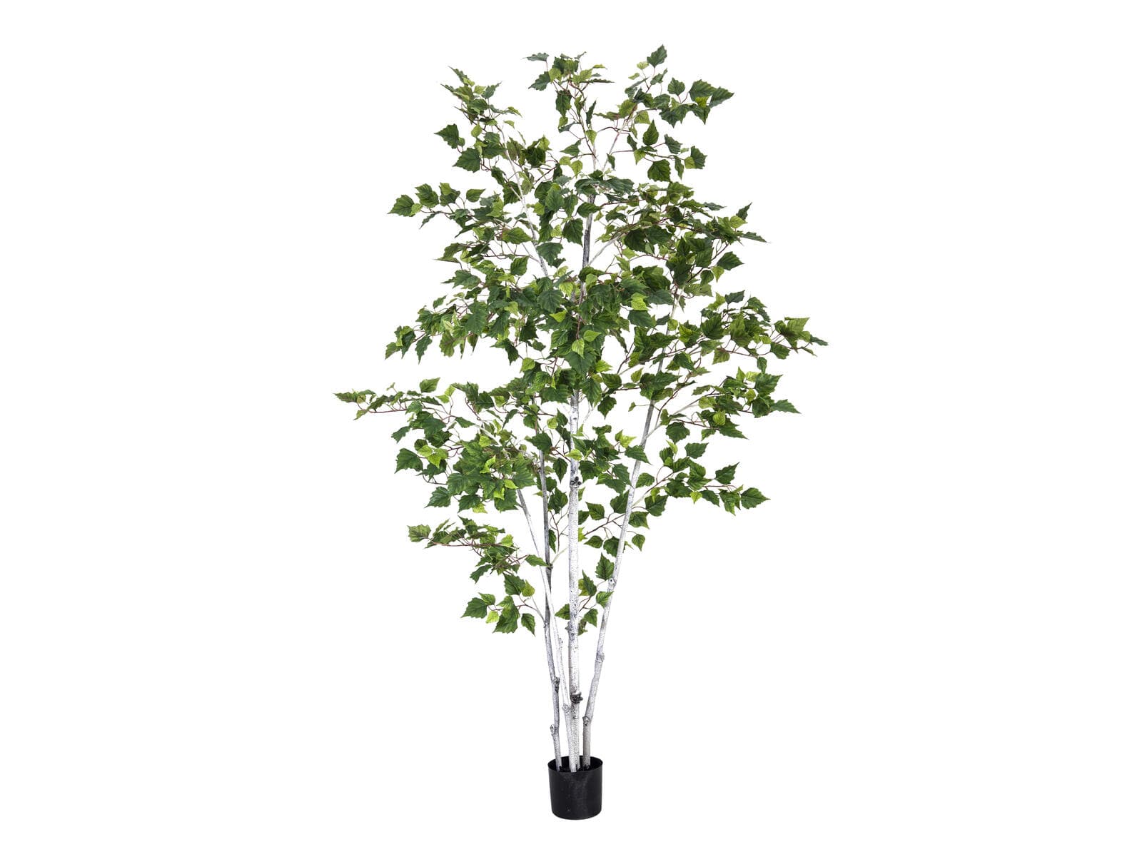 EUROPALMS Betulla, pianta artificiale, 210cm - 82505232