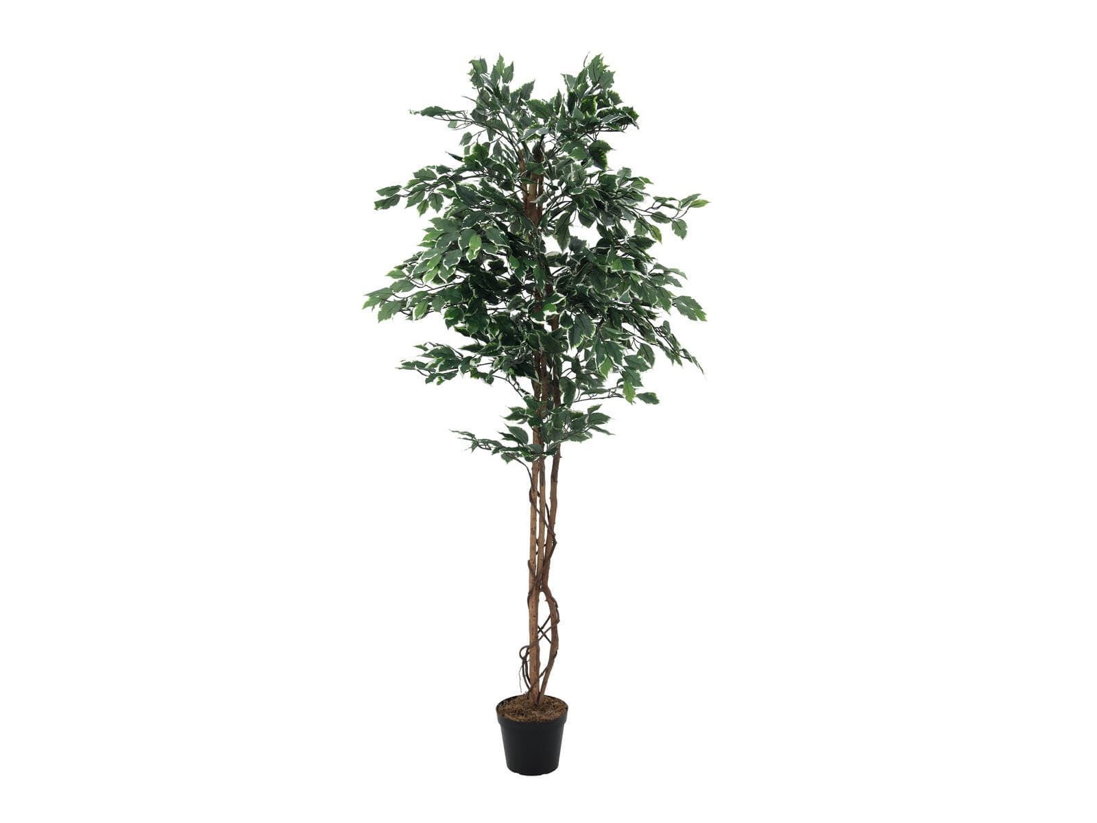 EUROPALMS Ficus variegato, pianta artificiale, 180cm - 82506116