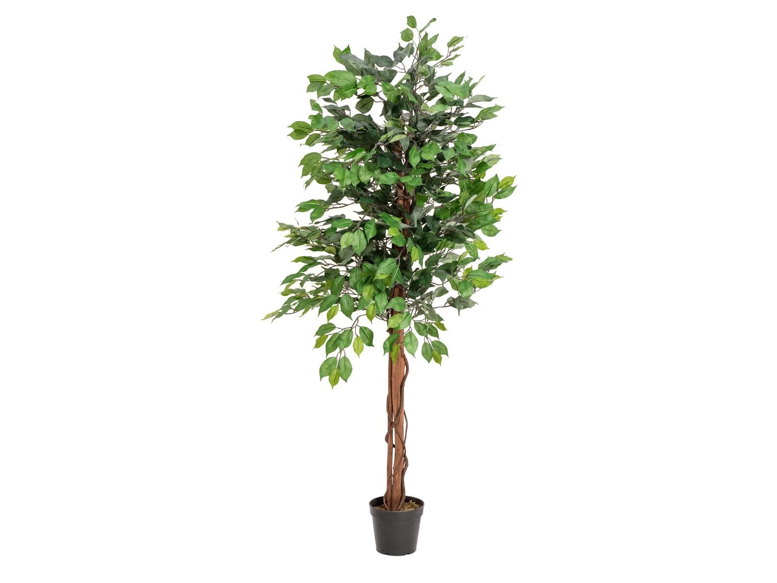 EUROPALMS Ficus benjamina a tronchi multipli, pianta artificiale, 150cm - 82506125