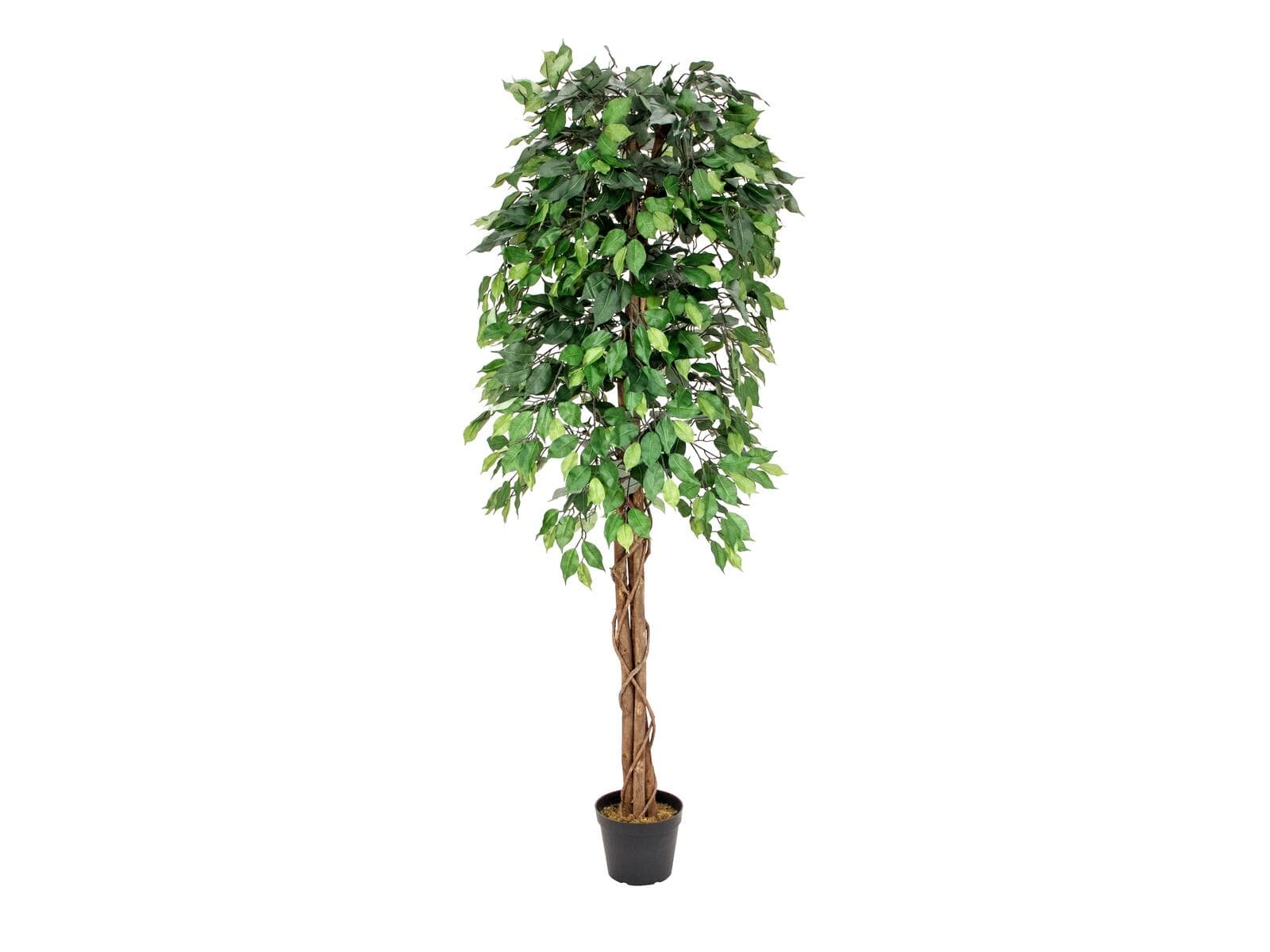 EUROPALMS Ficus benjamina a tronchi multipli, pianta artificiale, 180cm - 82506126