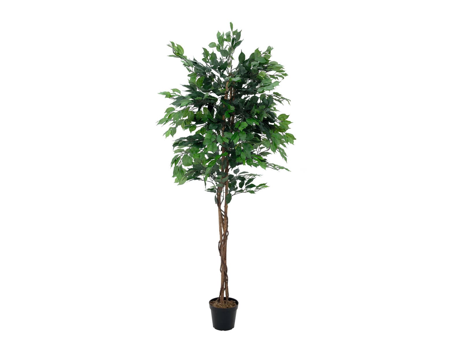 EUROPALMS Ficus benjamina a tronchi multipli, pianta artificiale, 210cm - 82506127