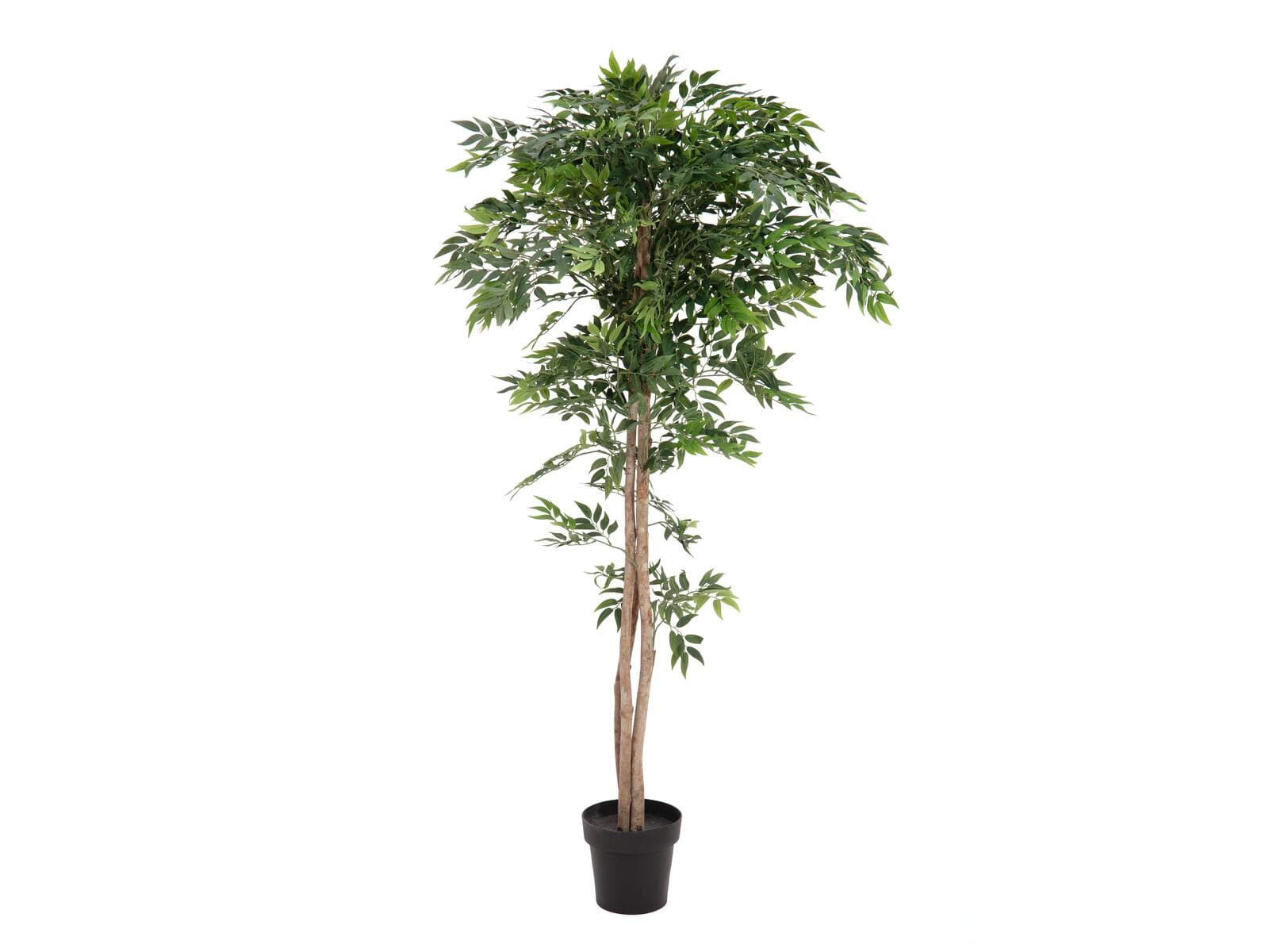 EUROPALMS Ficus longifolia, pianta artificiale, 165cm - 82506350