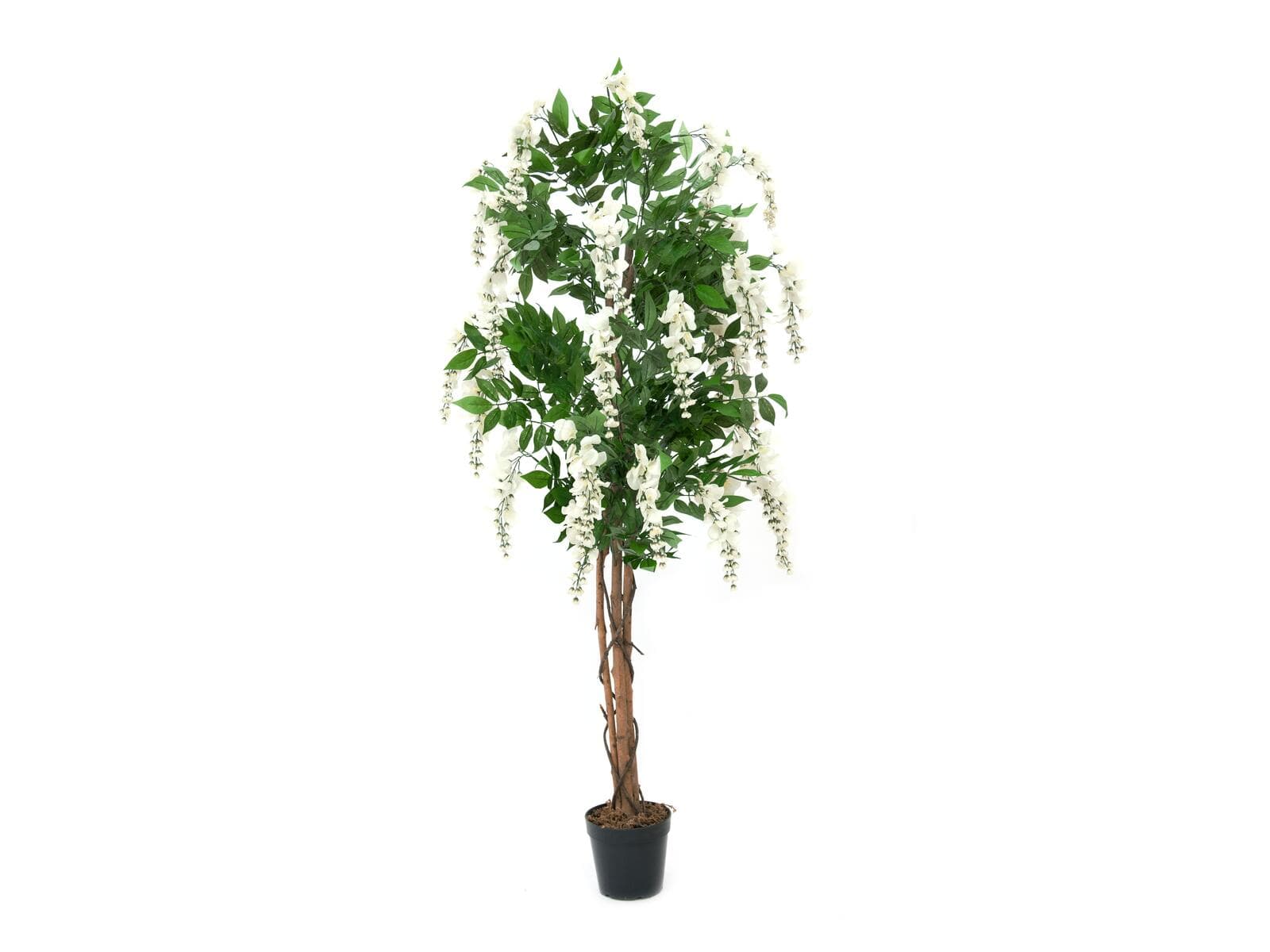 EUROPALMS Glicine, pianta artificiale, bianco, 150cm - 82507105