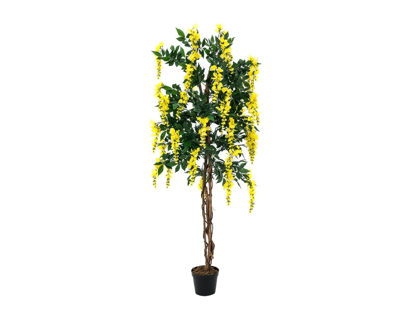 EUROPALMS Glicine, pianta artificiale, giallo, 180cm - 82507116