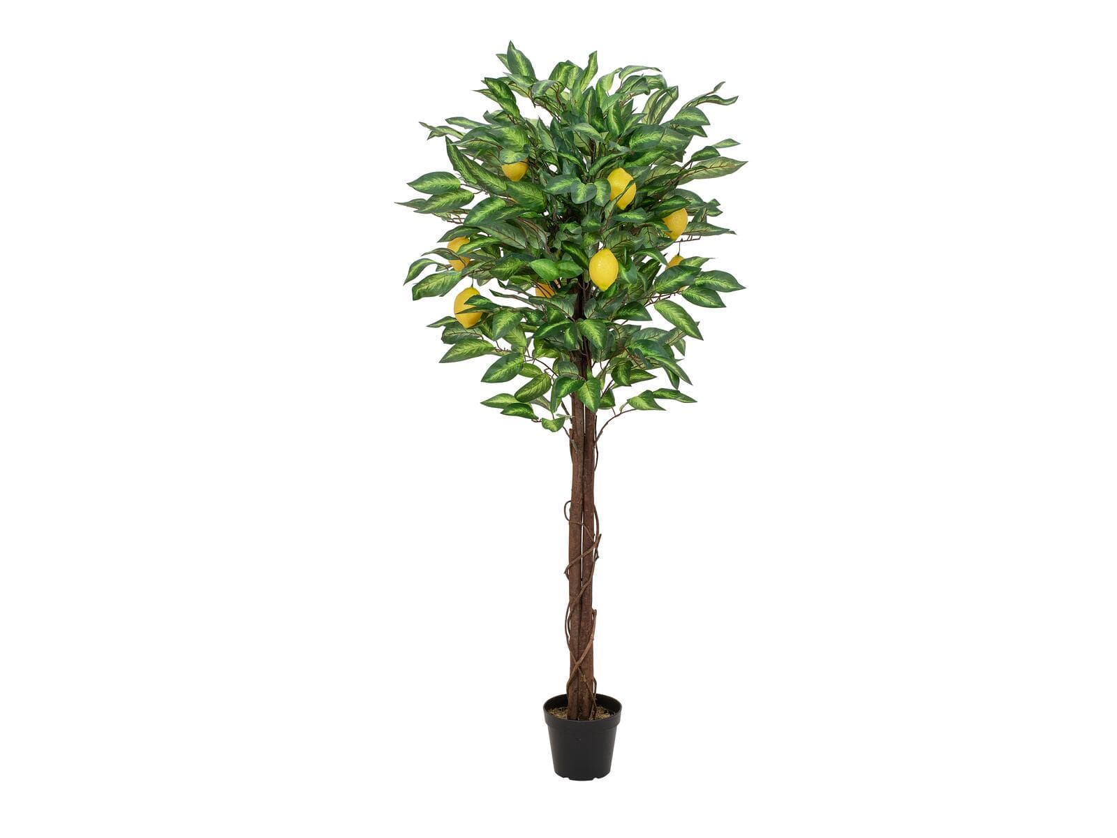 EUROPALMS Albero di limone, pianta artificiale, 150cm - 82507815