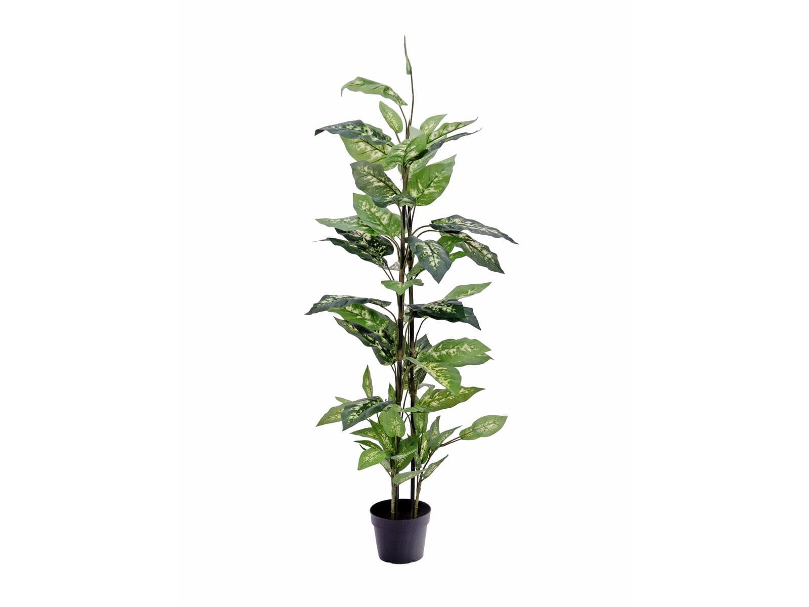 EUROPALMS Dieffenbachia, pianta artificiale, 120cm - 82508306