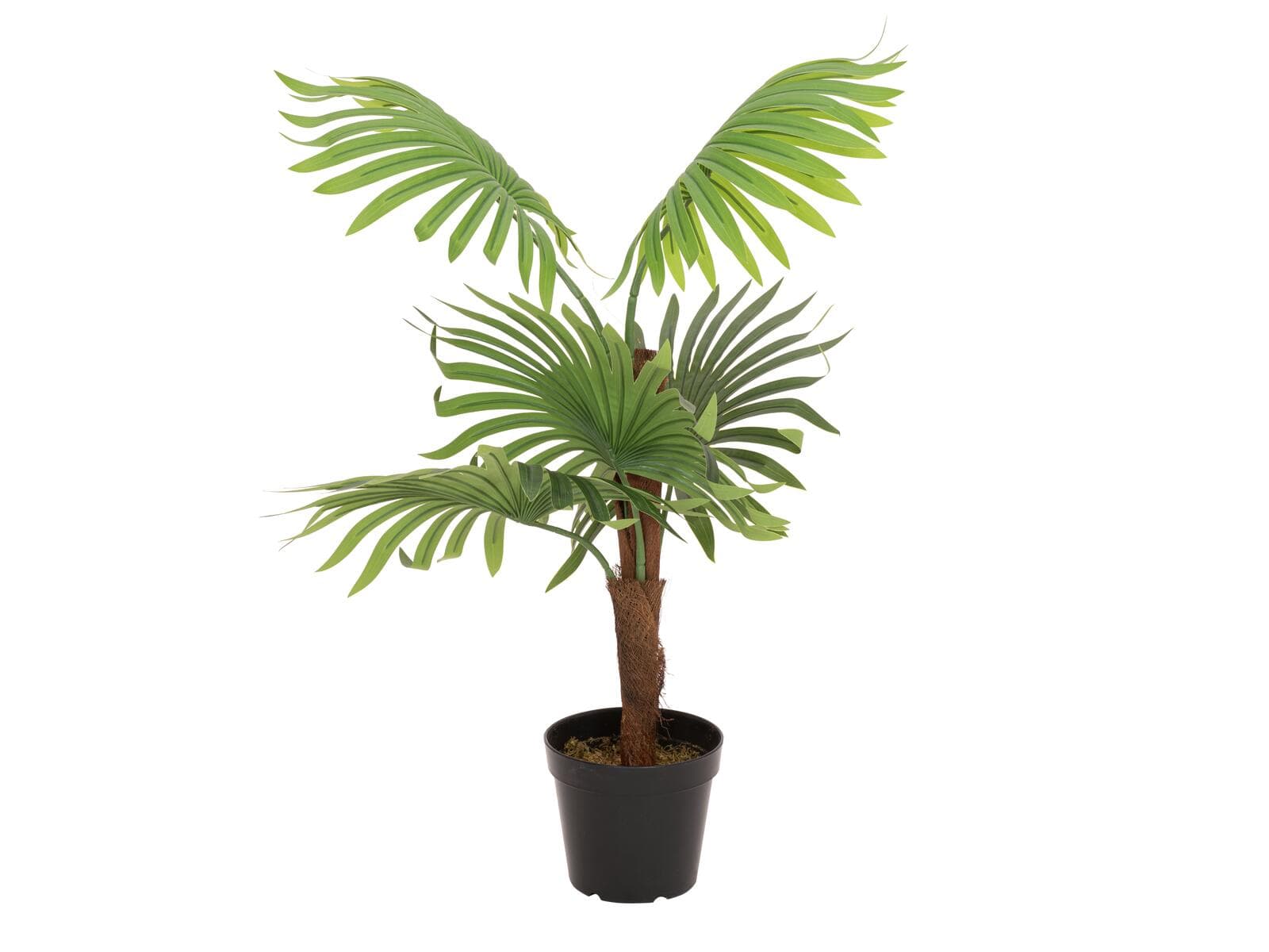 EUROPALMS Fan Palm, pianta artificiale, 88 cm - 82509301