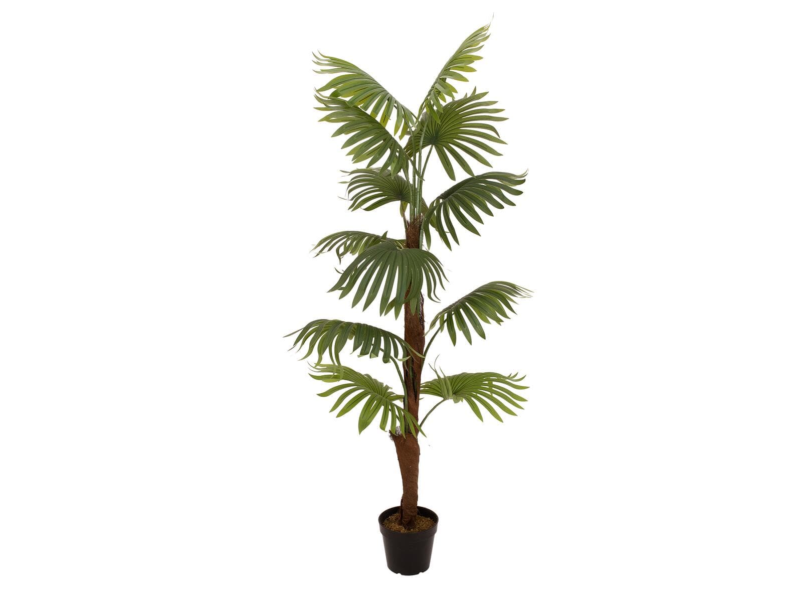 EUROPALMS Fan Palm, pianta artificiale, 155 cm - 82509303