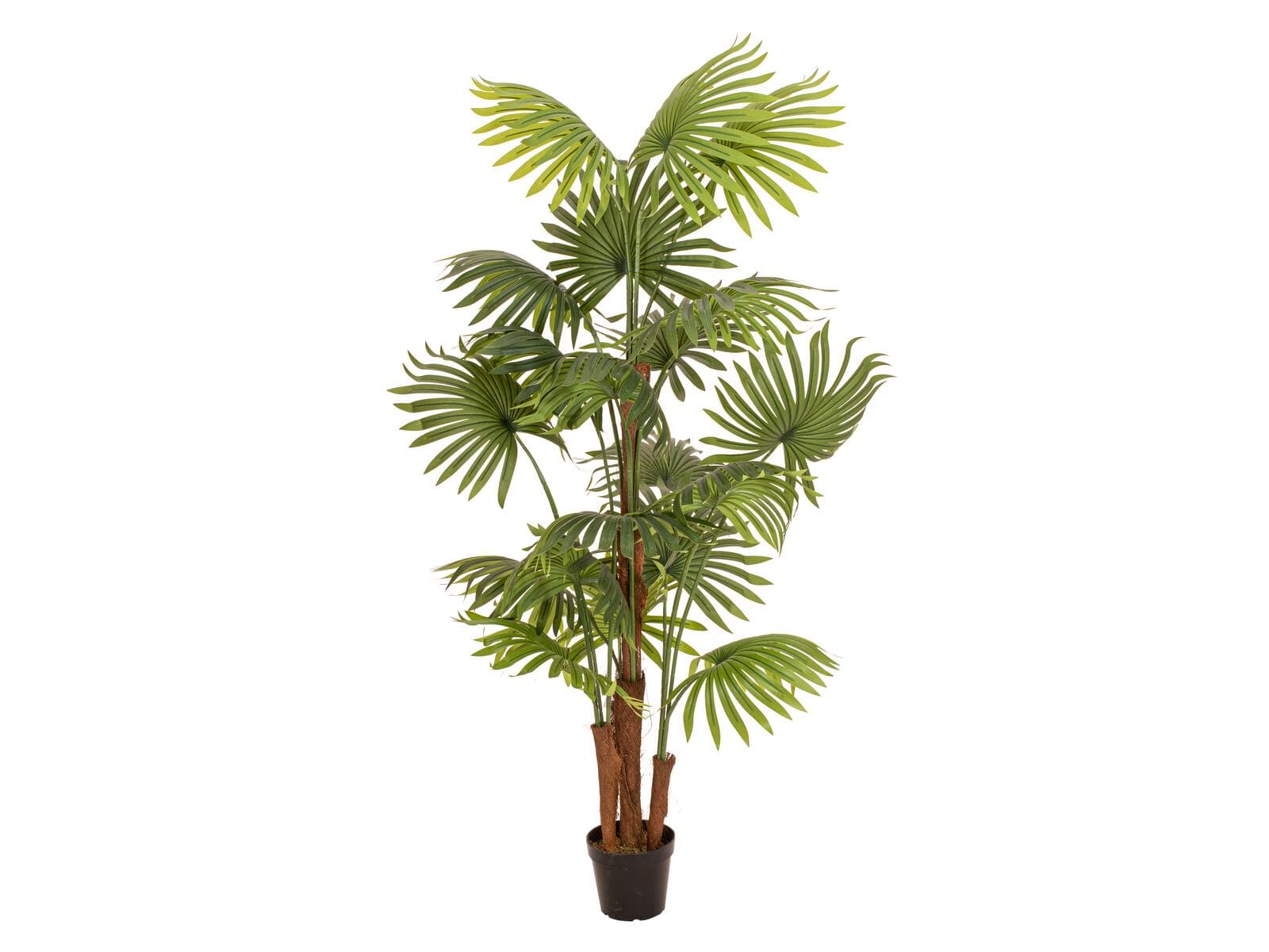 EUROPALMS Fan Palm, pianta artificiale, 165 cm - 82509305