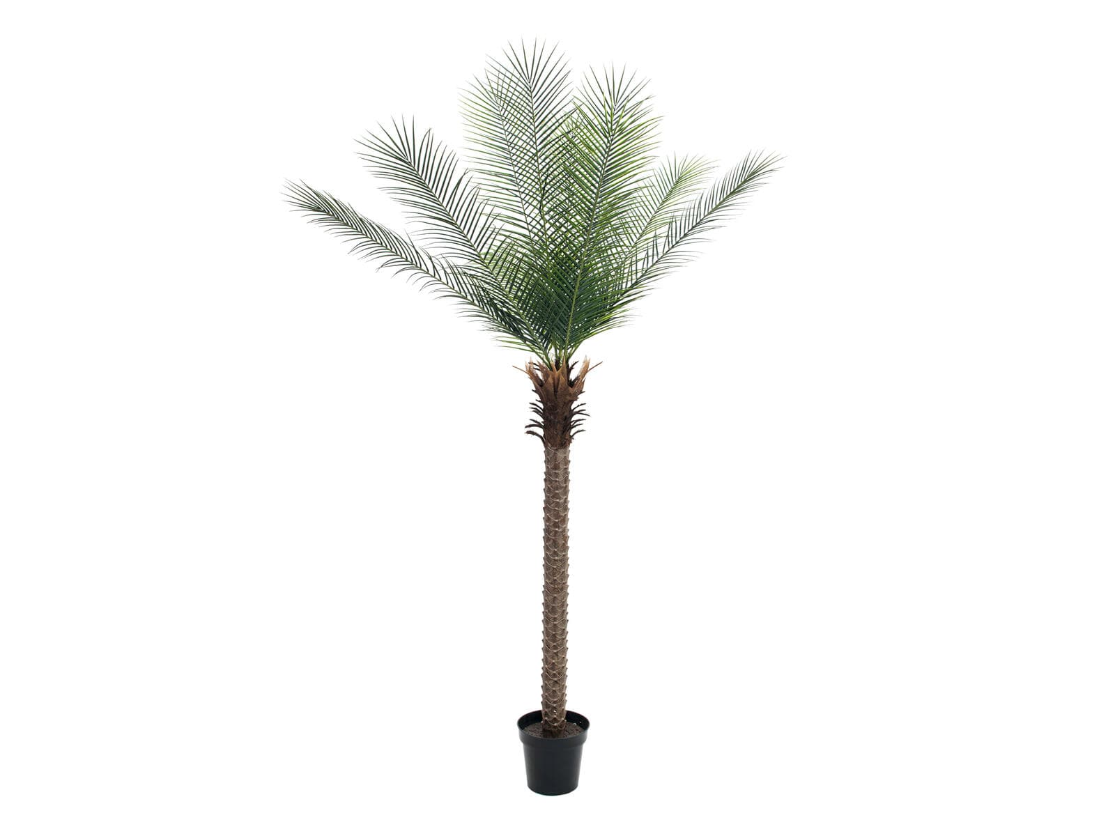EUROPALMS Phoenix Palm Deluxe, pianta artificiale, 220cm - 82509722