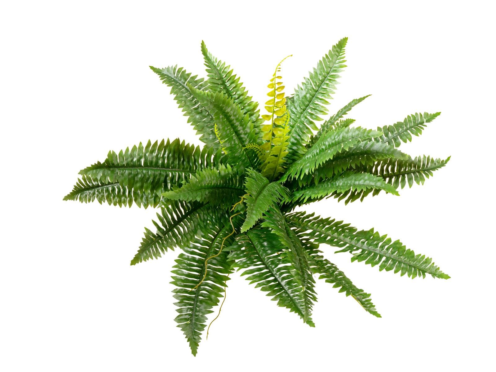 EUROPALMS Felce di Boston, pianta artificiale, 53cm - 82519934