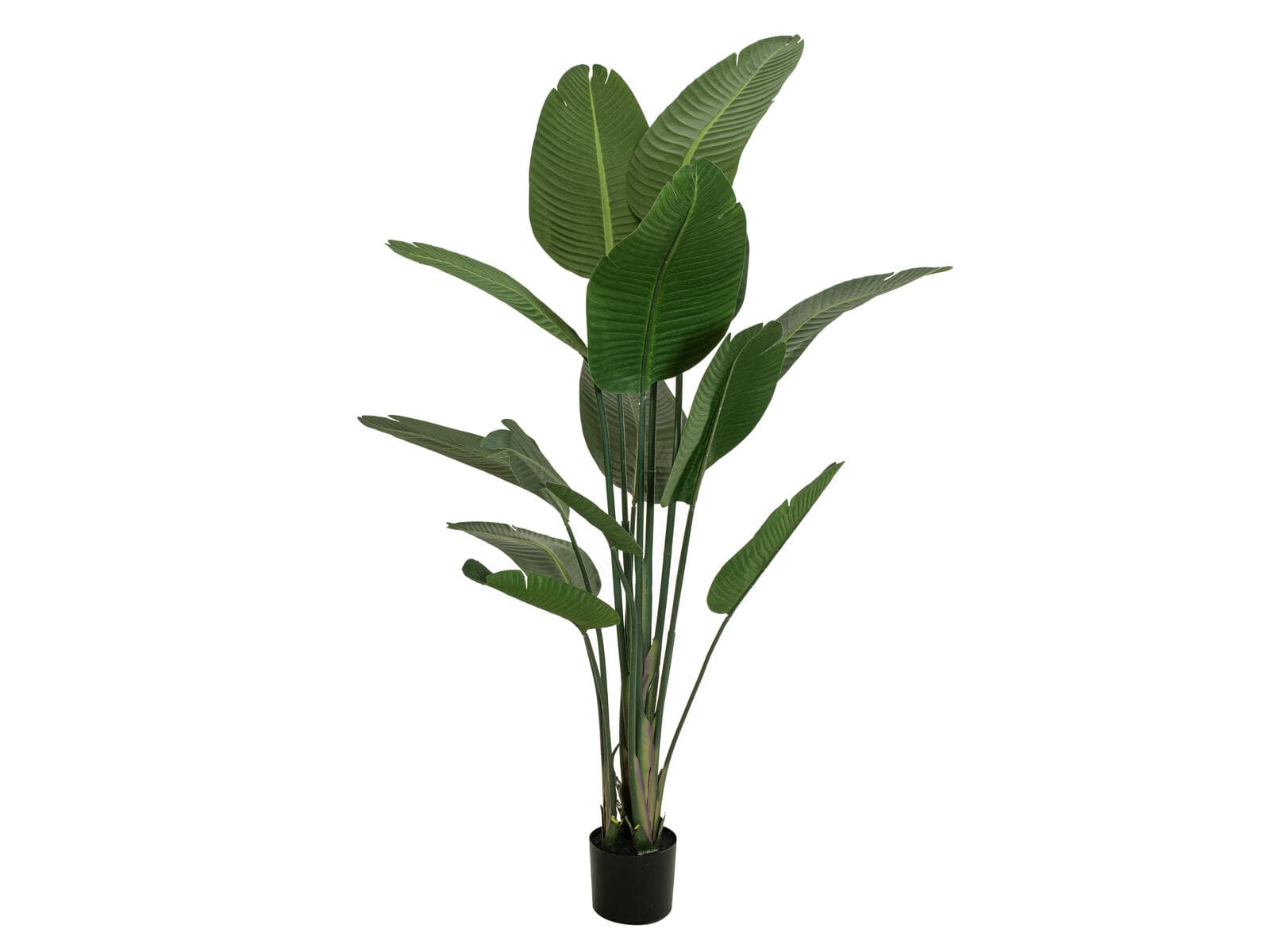 EUROPALMS Strelitzia, pianta artificiale, 170cm - 82540523