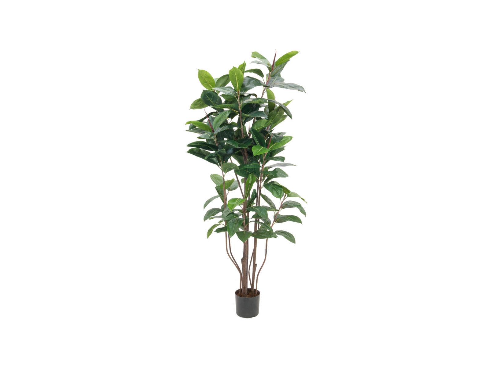 EUROPALMS Ficus elastica, pianta artificiale, 150cm - 82600151