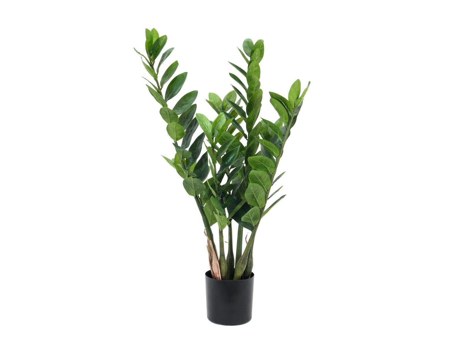 EUROPALMS Zamioculcas, pianta artificiale, 70cm - 82600153