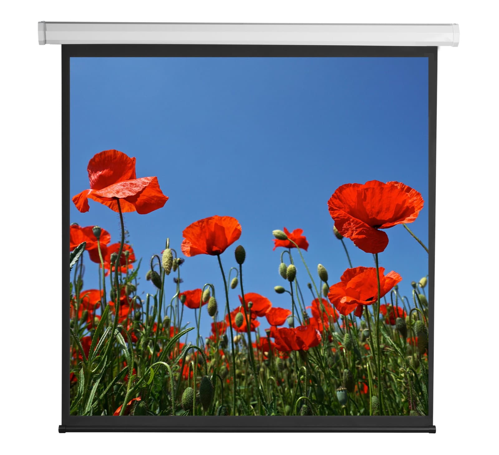 Schermo di Proiezione Motorizzato 112" 200x200 cm - Sbox ICA-TP PSA-112V2